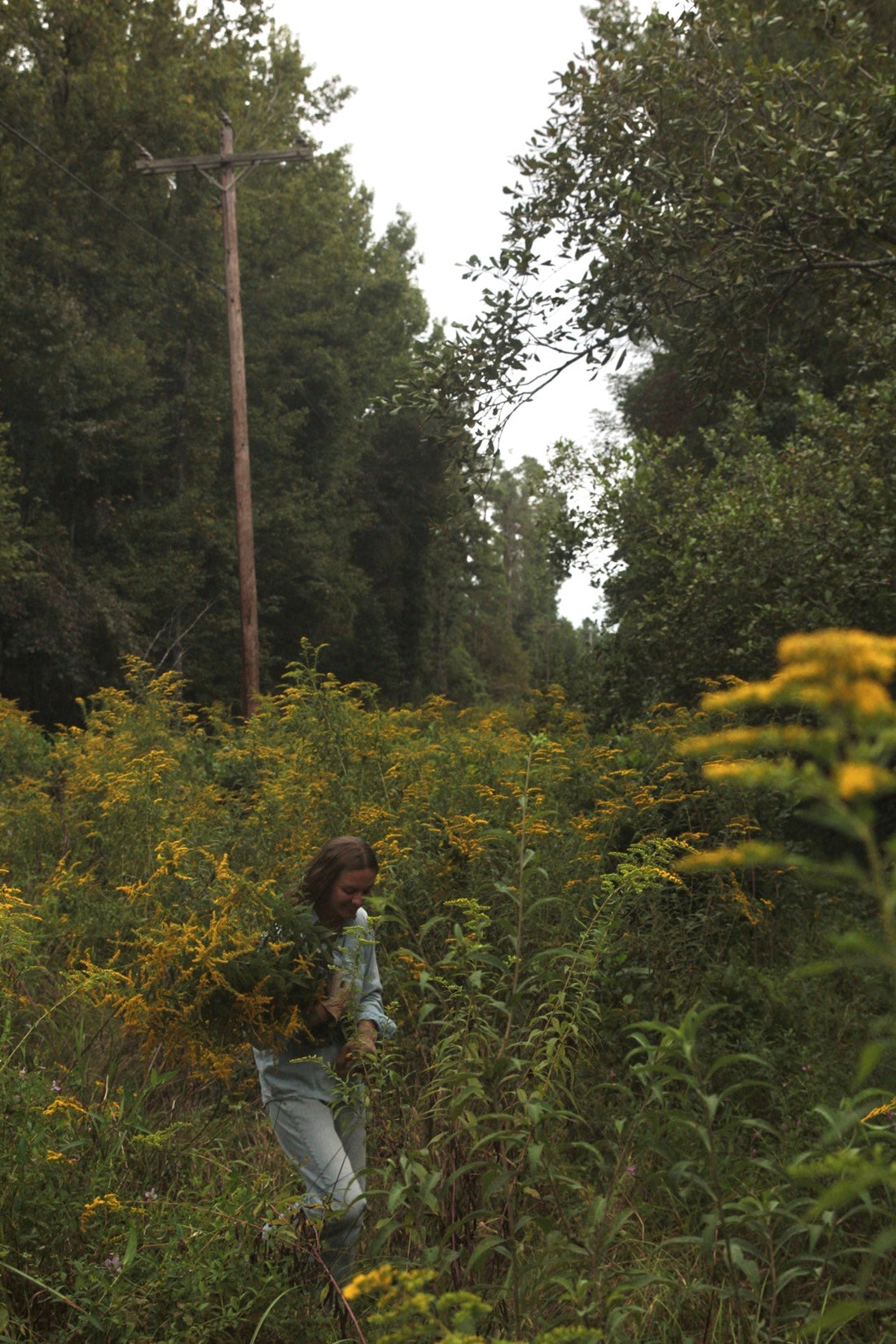 Yellow on the Mississippi Roadside